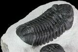 Prone + Enrolled Morocops Trilobites - Cool Piece #84530-5